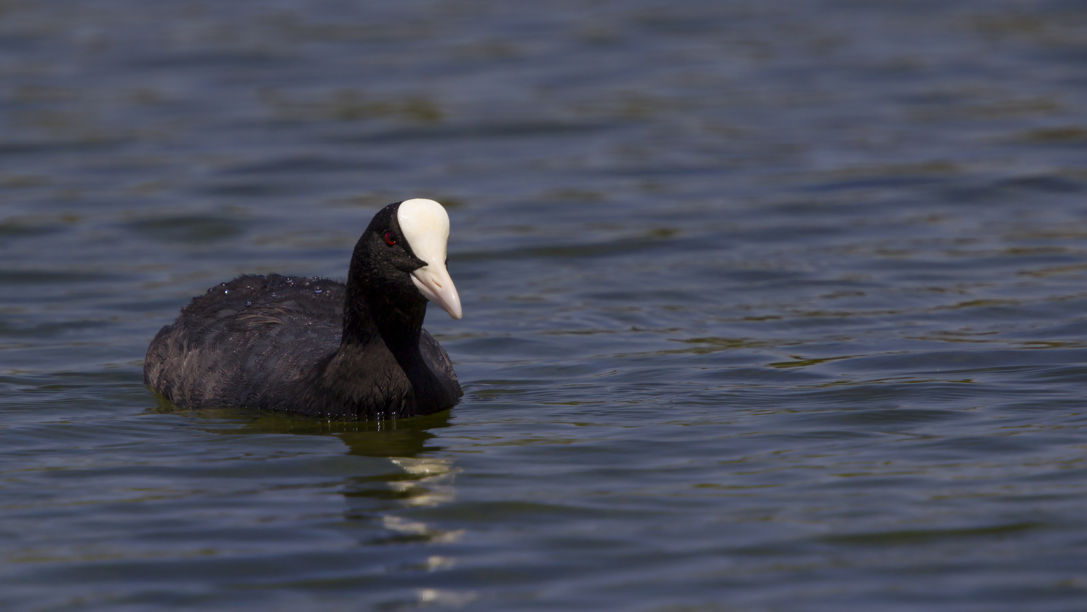 Fulica atra (Sakarmeke) - Ulas Golleri fauna elemani- Guray Tayyar SIMSEK.jpg
