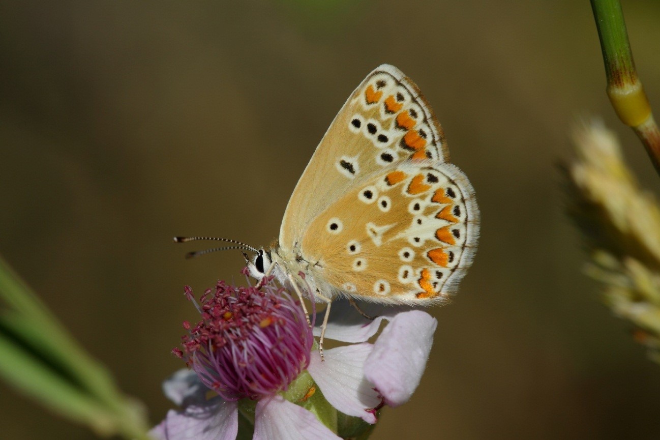 Polyommatus agestis.jpg