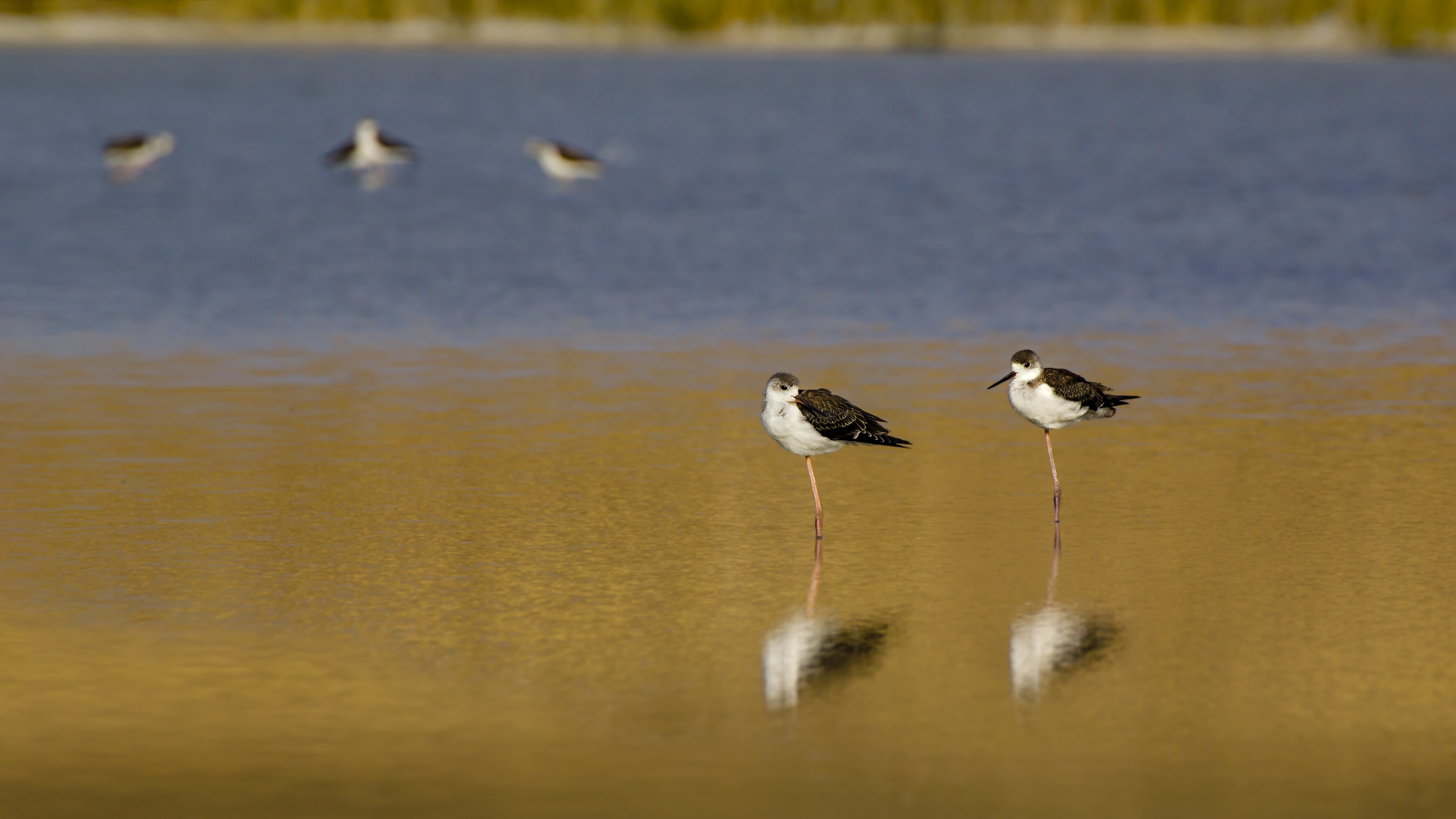 Himantopus himantopus (Uzunbacak)-Todurge Golu fauna elemani- Eray SIMSEK.jpg