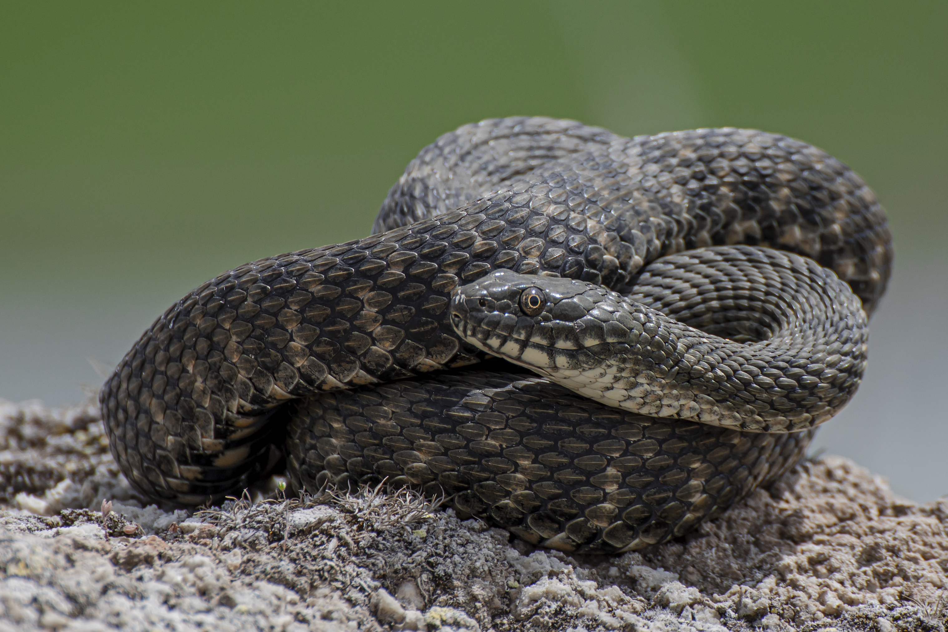 Natrix tessllata (Su yilani) -Kaz Golu fauna elemani- Guray Tayyar SIMSEK.jpg