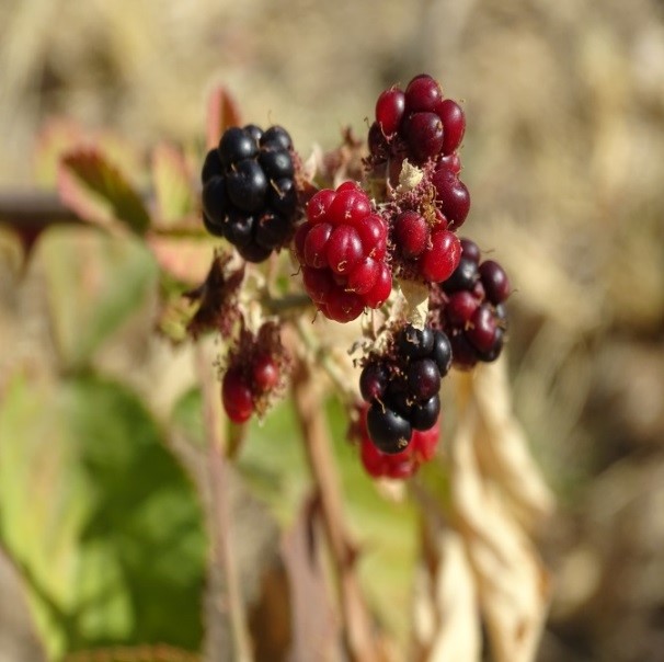 Rubus discolor (Böğürtlen).jpg
